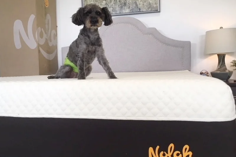 Nolah Signature 12英寸